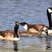 Canada Goose